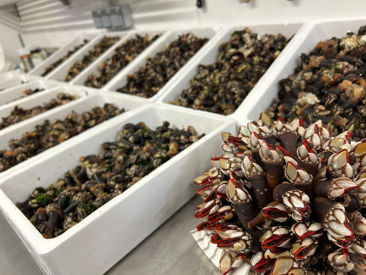 Lotes de percebe de todo el mundo preparados para la cata a ciegas — Campeonato Mundial del Percebe 2025
